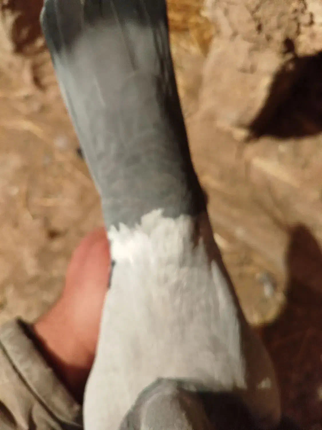 کبوتر|پرنده|دشتابی, |دیوار