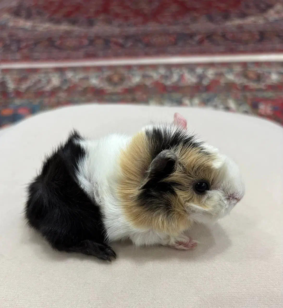 خوکچه هندی|موش و خرگوش|تهران, میدان ولیعصر|دیوار