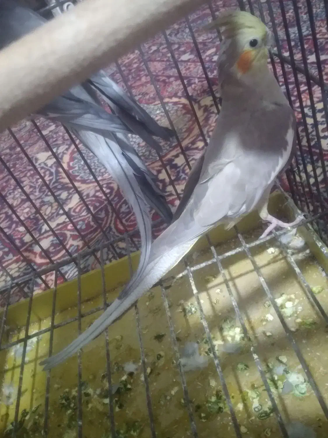 عروس هلندی|پرنده|پاکدشت, شهرک امام رضا|دیوار