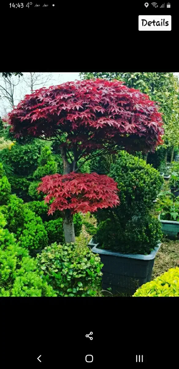 طراحی و اجرای فضای سبز - انواع گل و گیاه|خدمات باغبانی و درختکاری|تهران, دارآباد|دیوار