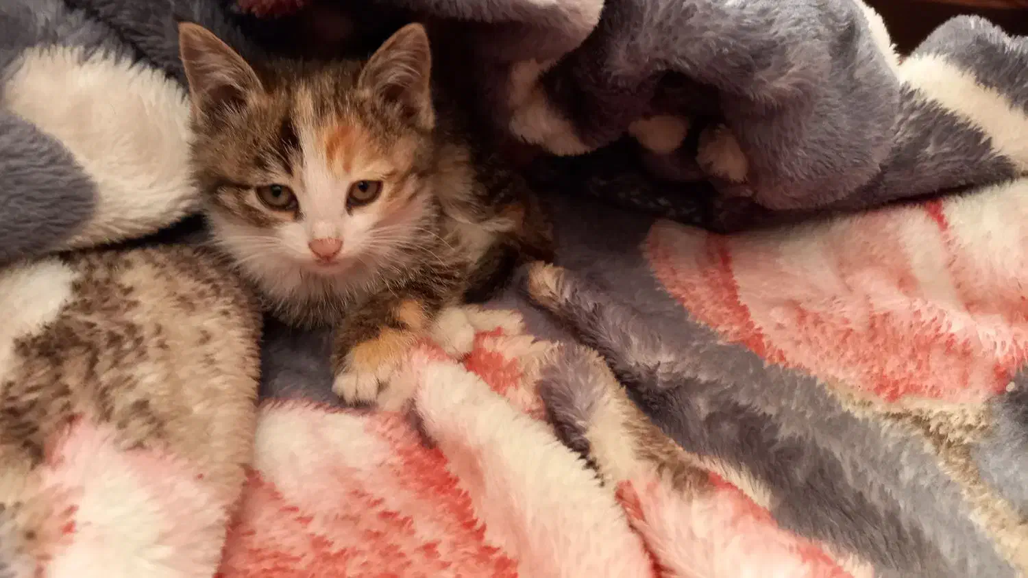 واگذاری گربه|گربه|تربت‌حیدریه, باغ سلطانی|دیوار