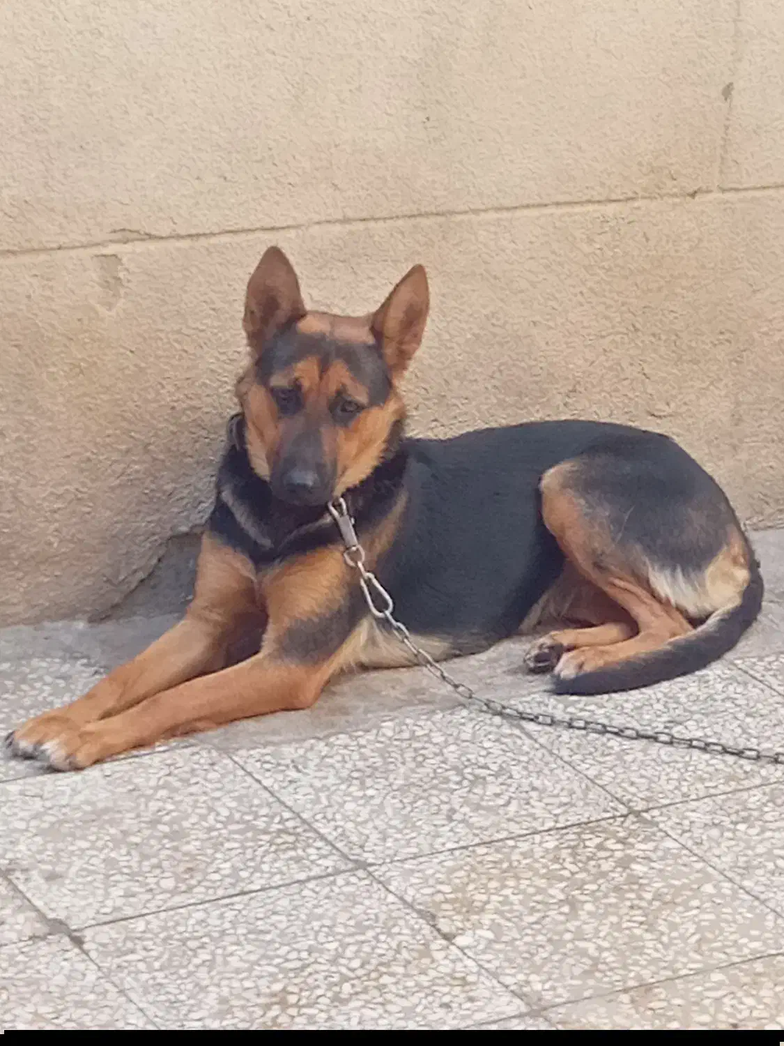 سگ ژرمن شیپر ماده ۱۰ ماهه|سگ|تهران, بیسیم|دیوار