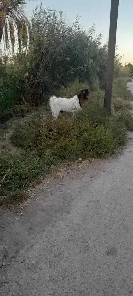 بز نر برای فروش|حیوانات مزرعه|خرمشهر, |دیوار