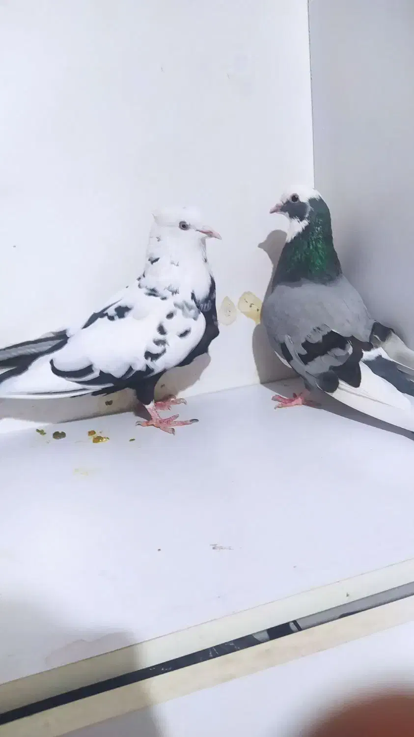 کفتر جفت شازده و دمبی|پرنده|رباط‌کریم, رباط‌کریم|دیوار