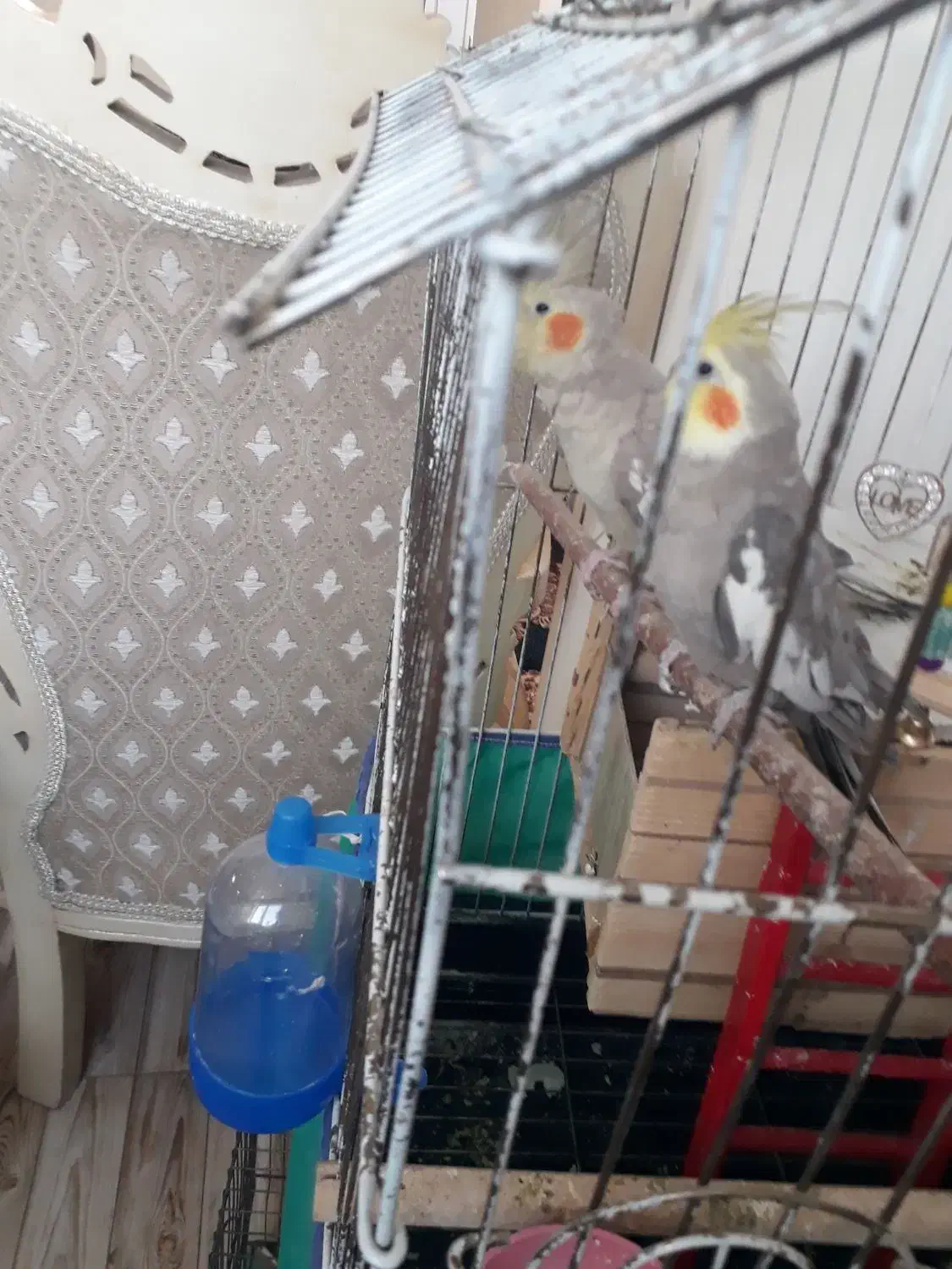 طوطی زیبای عروش هلندی|پرنده|محمدشهر, محمدشهر|دیوار