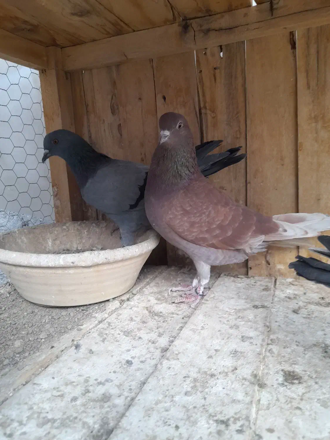 ۱۳ عدد گرفتنی پرشی|پرنده|قم, شهرک مهدیه (مدرس)|دیوار