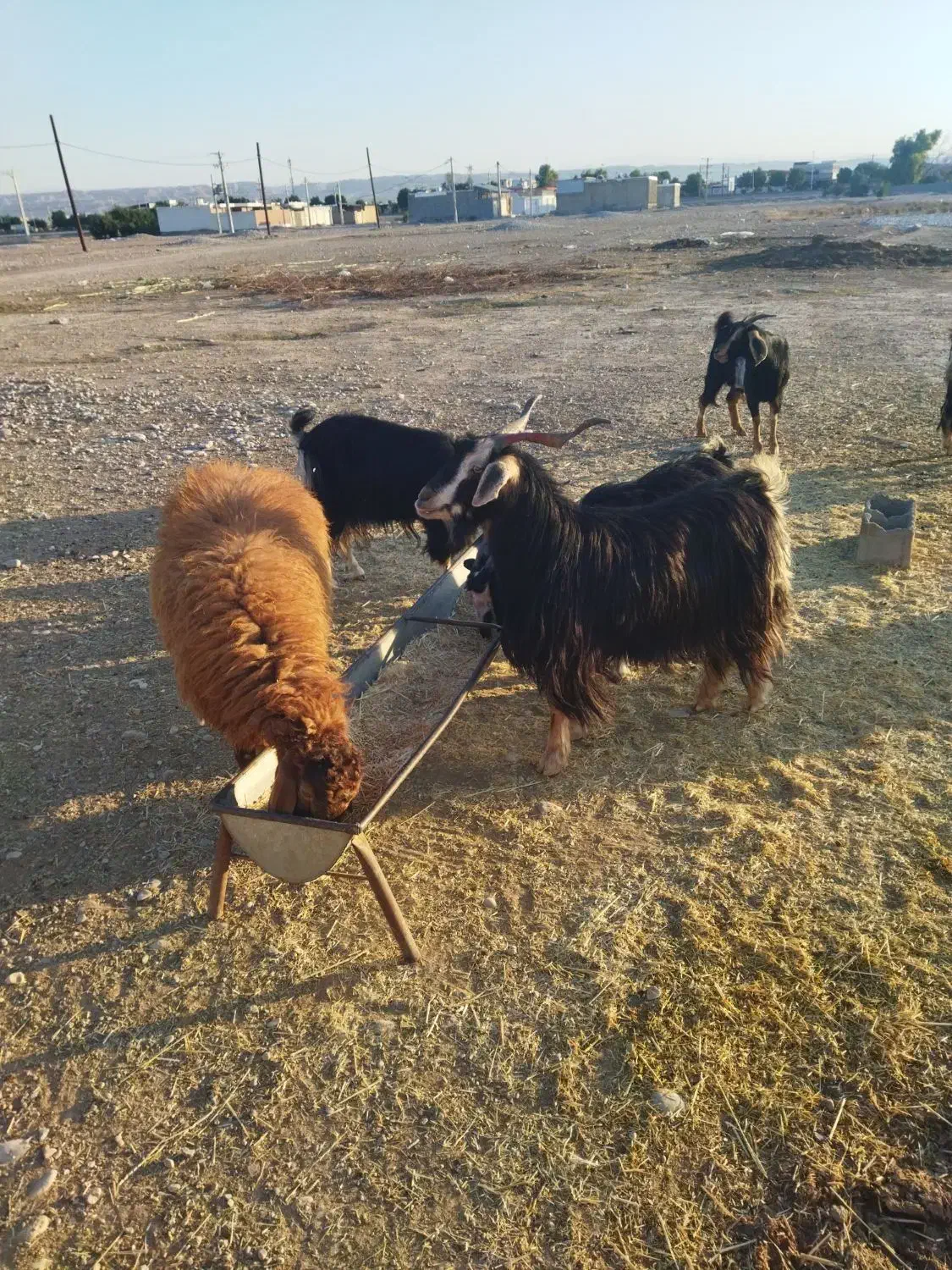 چپش بز بره درجه یک ایلاق|حیوانات مزرعه|اندیمشک, |دیوار