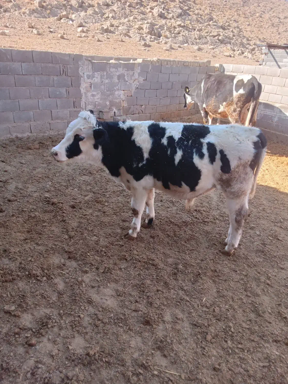 گوساله نر فروشی|حیوانات مزرعه|حسن آباد, |دیوار