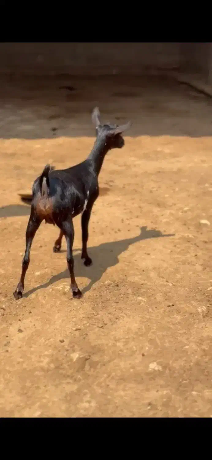 داشتی|حیوانات مزرعه|سقز, |دیوار