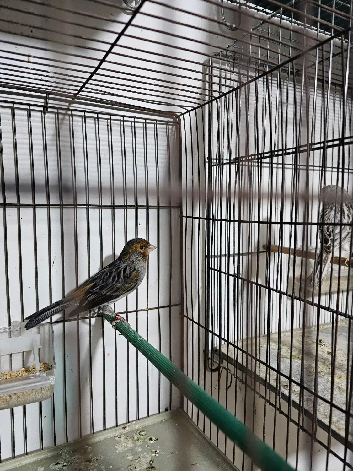 چند جفت قناری رنگ تیره آگات توپاز کبالت|پرنده|حمیدیا, |دیوار