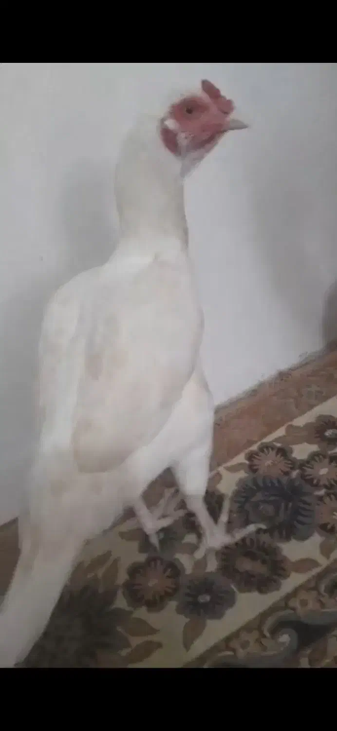 مرغ|حیوانات مزرعه|بندرعباس, |دیوار