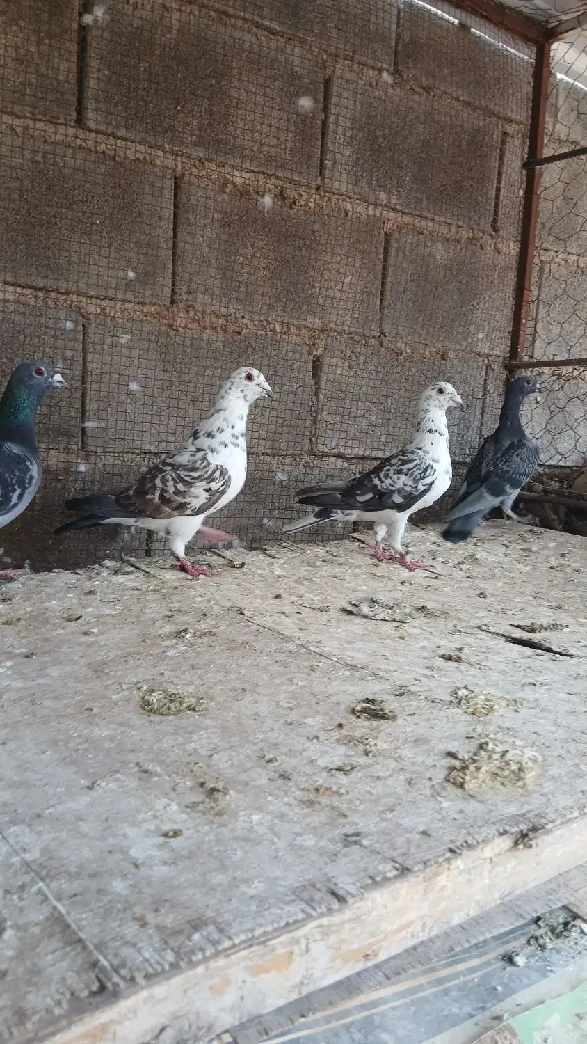 پرنده|پرنده|شیراز, حومه شیراز|دیوار