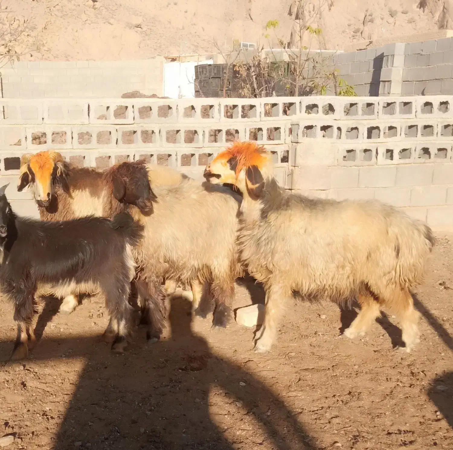 بره نر و ماده شیشک|حیوانات مزرعه|درودزن, |دیوار