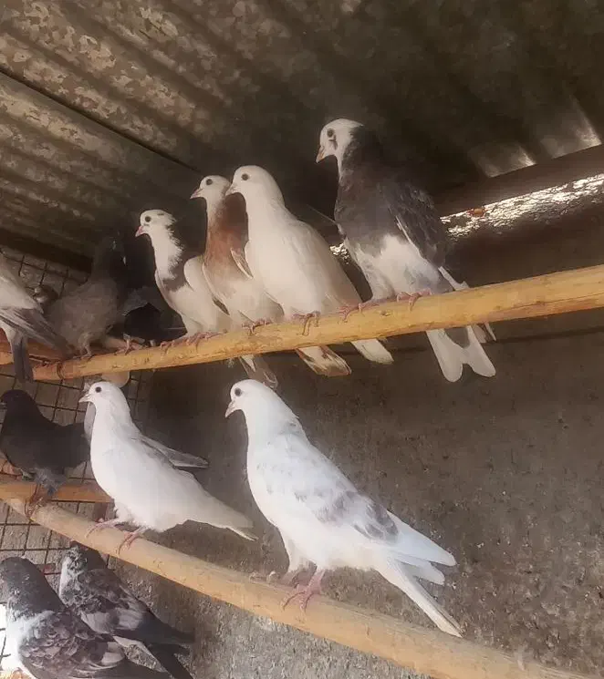 کفتر پرشی|پرنده|یزد, |دیوار