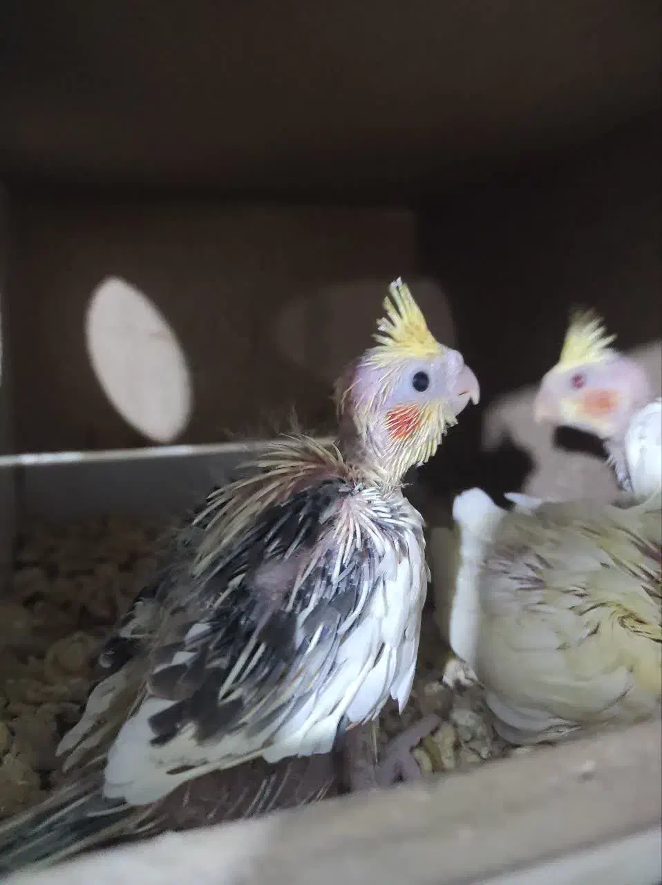 عروس هلندی|پرنده|زیباشهر, |دیوار