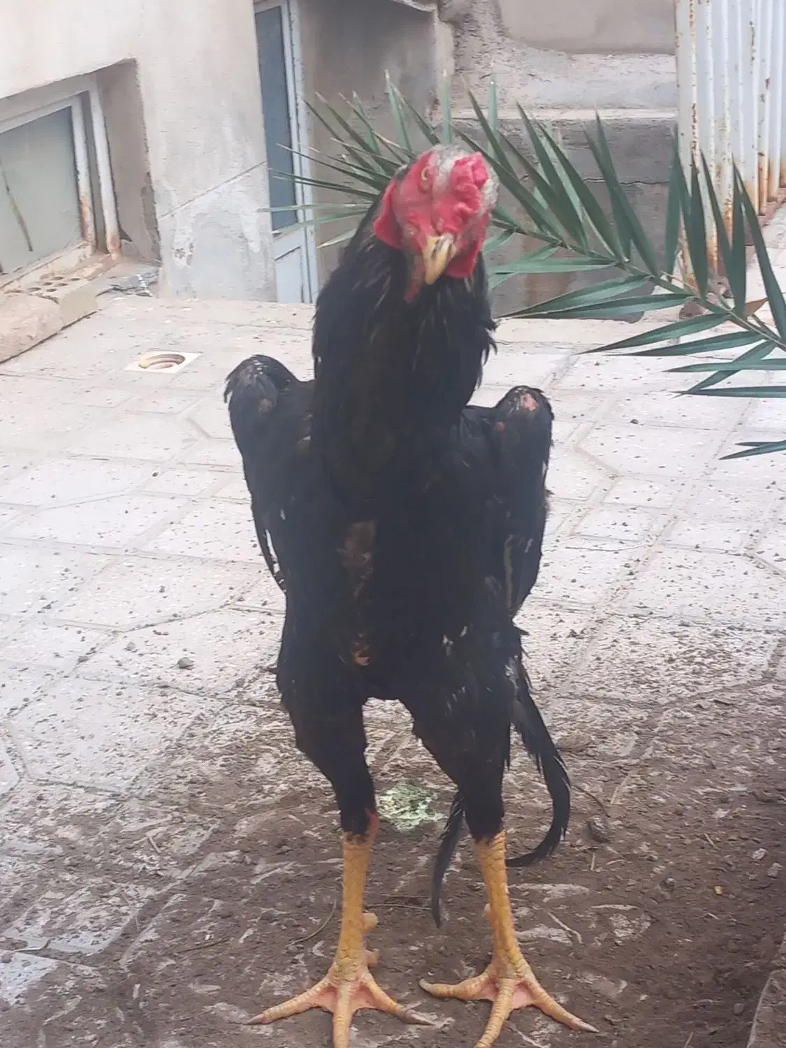 مرغ وخروس اوشامو|حیوانات مزرعه|تهران, نازیآباد|دیوار