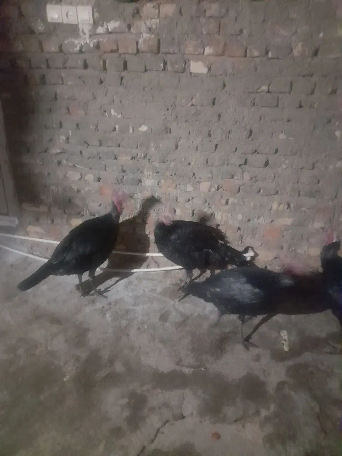 بوقلمو نرحراج فروش فوری|حیوانات مزرعه|هامون, |دیوار