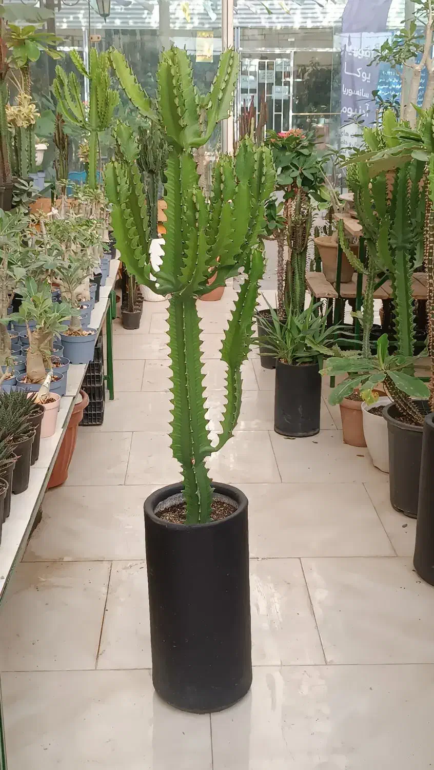 انواع افوربیا|گل و گیاه طبیعی|مشهد, شهرک صنعتی توس|دیوار