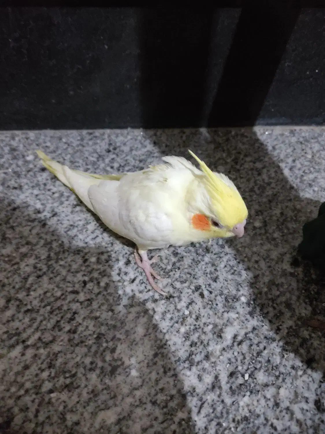 عروس هلندی تازه دون خور|پرنده|آمل, |دیوار