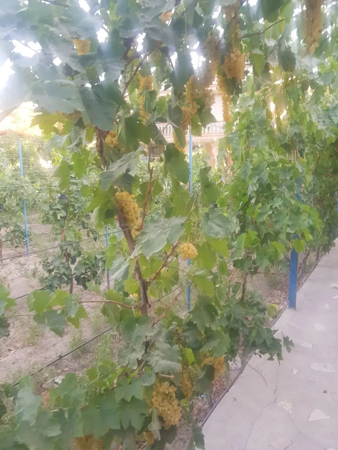 تبریز گوگان ویلا با‌غ با استخر و شیک آماده سکونت|فروش خانه و ویلا|گوگان, |دیوار