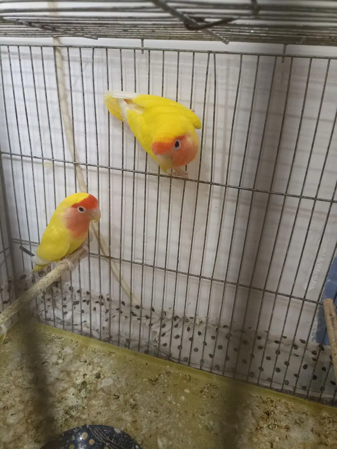 طوطی برزیلی|پرنده|میاندوآب, |دیوار