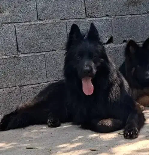 ژرمن بلک و دورنگ نر جهت کشش|سگ|رستم‌آباد, |دیوار