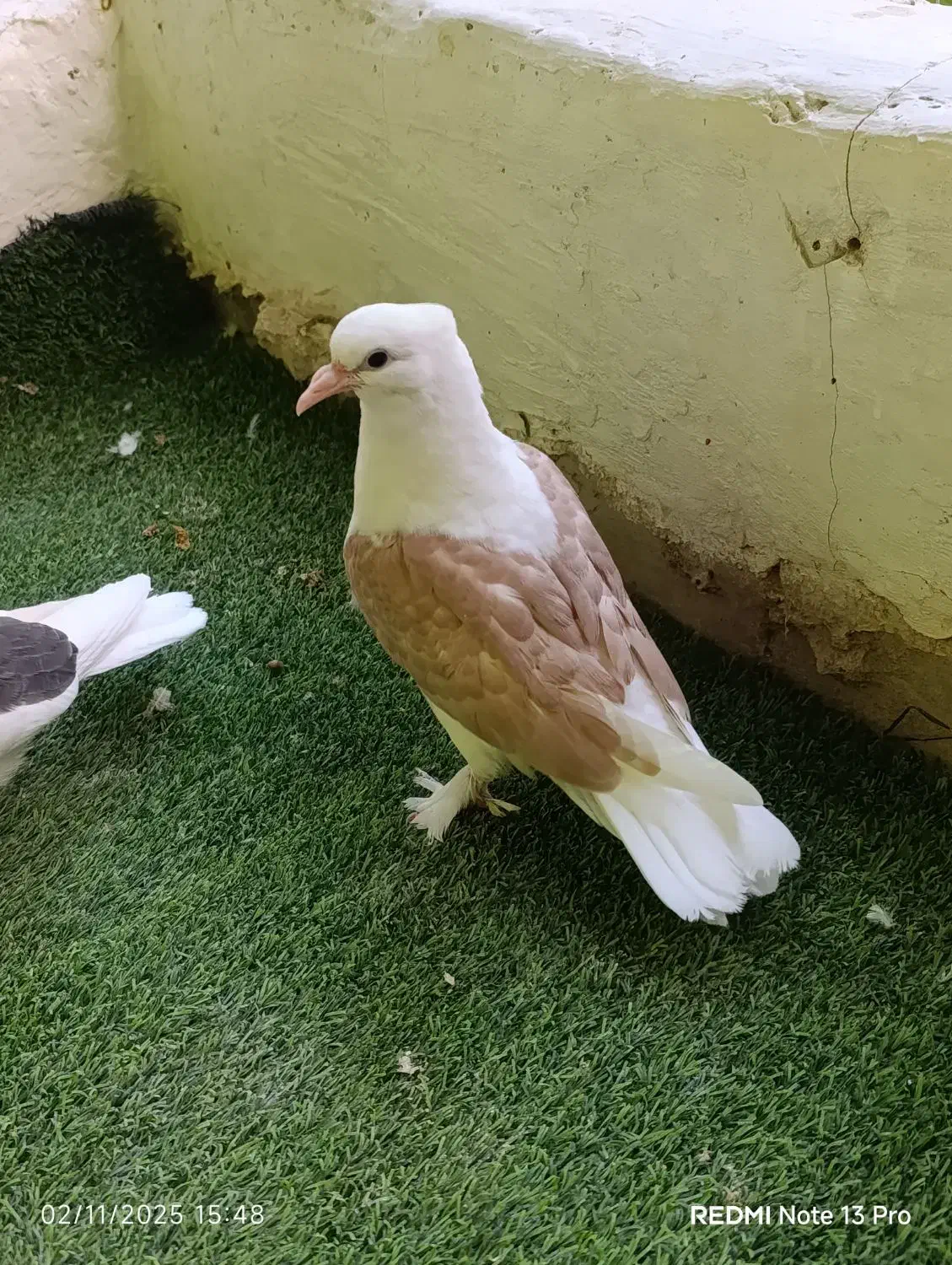 تابلو فرش کفتر|تابلو فرش|بیرجند, |دیوار