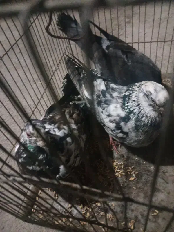 کبوتر|پرنده|رشت, سلیمانداراب|دیوار