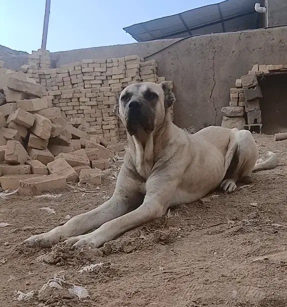 سگ سرابی ماده|سگ|کبودرآهنگ, |دیوار