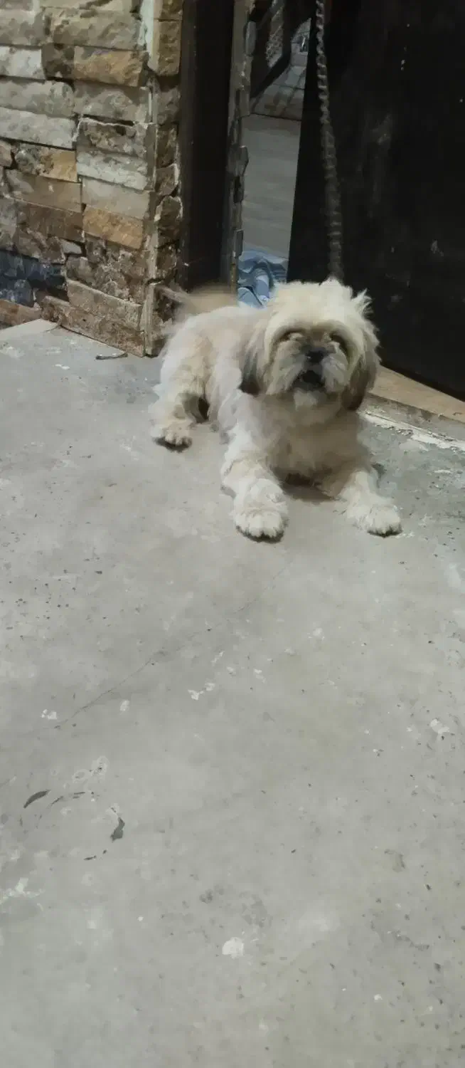 حیوان سگ شیتزو|سگ|فریدونکنار, |دیوار