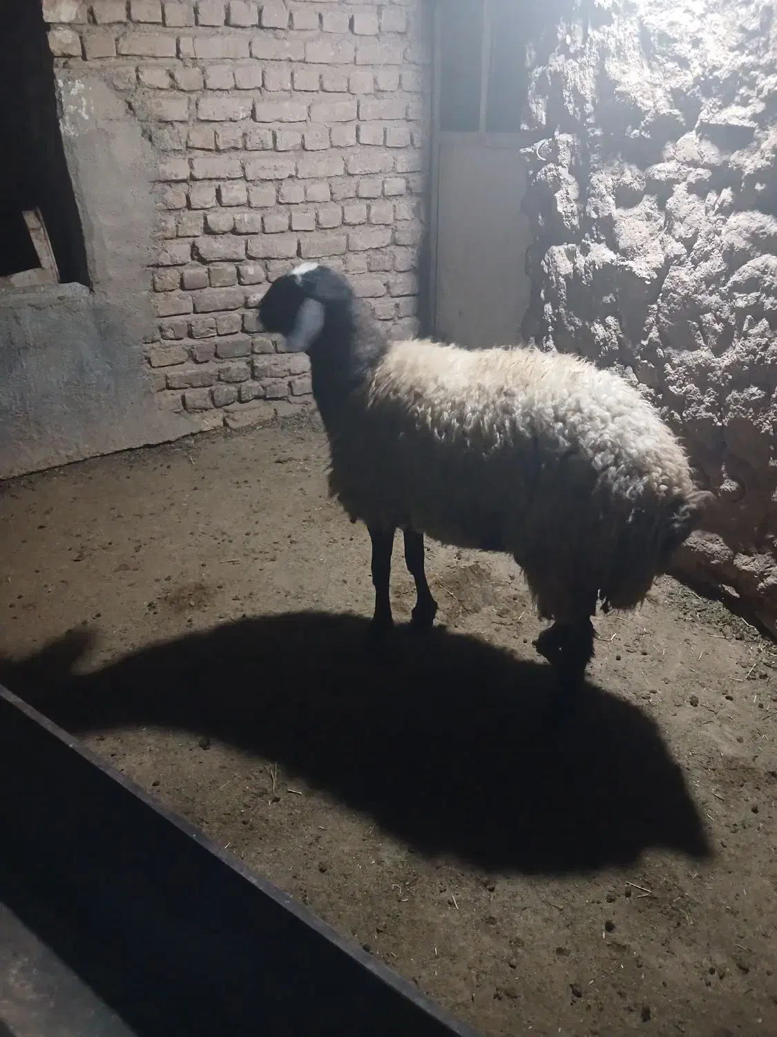 بره شالی|حیوانات مزرعه|رامند, |دیوار