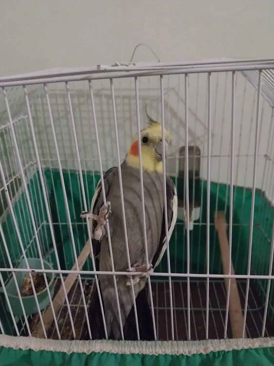 عروس هلندی|پرنده|شوشتر, |دیوار