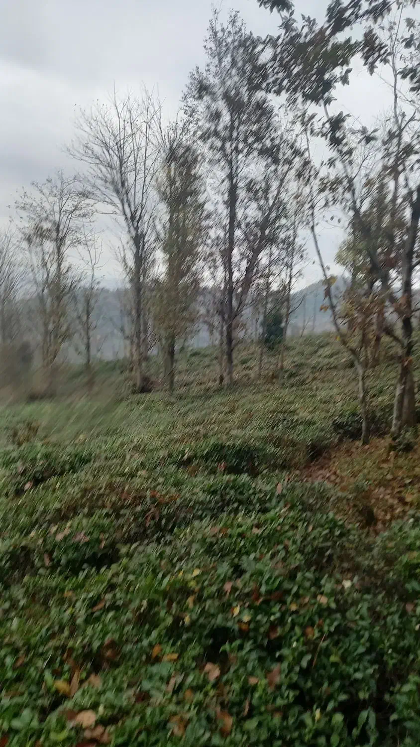 ۷۵۰۰متر باغ چای بهمراه کلبه داخل باغ|فروش زمین و ملک کلنگی|املش, |دیوار