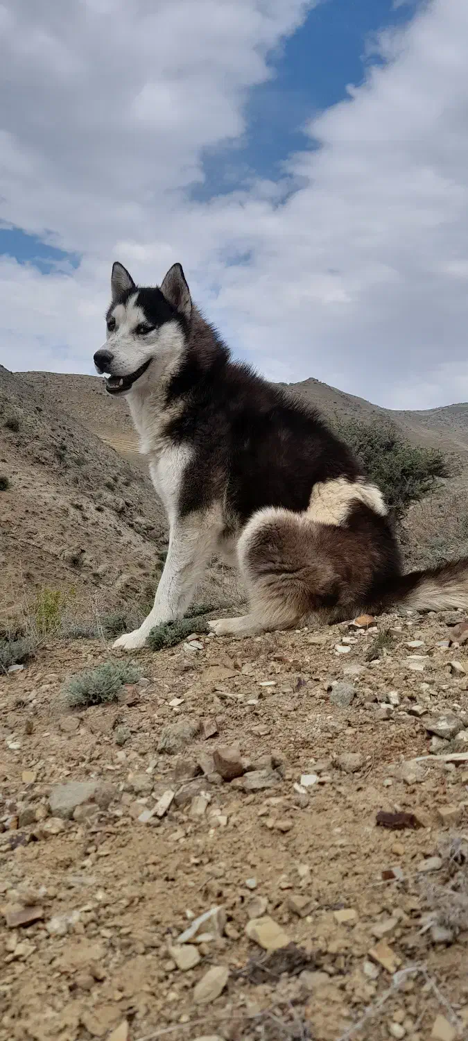 گمشده هاسکی|حیوانات|سراب, |دیوار
