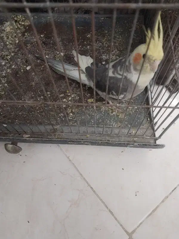 عروس هلندی|پرنده|پاکدشت, پاکدشت (مامازند)|دیوار