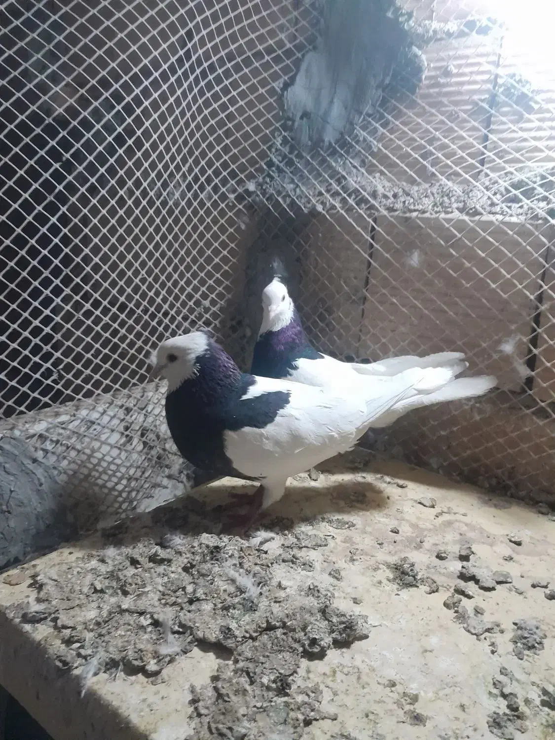 کمبود جا|پرنده|بوئین زهرا, |دیوار