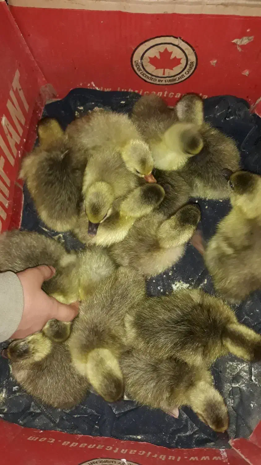 غازکُته|حیوانات مزرعه|ساری, |دیوار