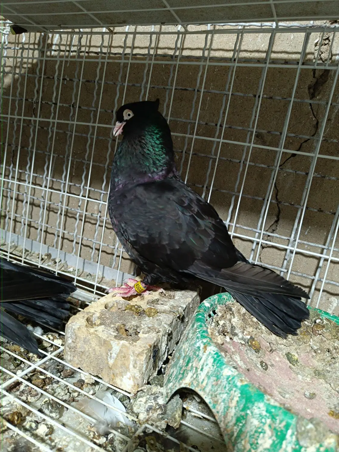 زاغ|پرنده|مسجد سلیمان, |دیوار