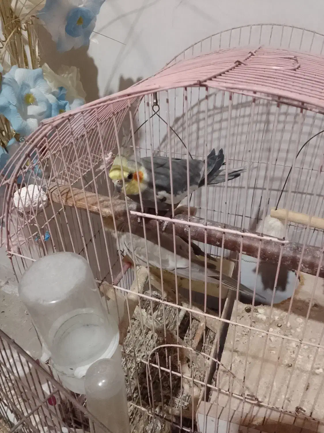 عروس هلندی|پرنده|کیاشهر, |دیوار