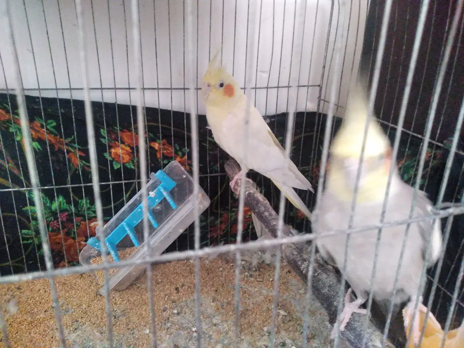 عروس هلندی جفت|پرنده|رشت, حومه رشت|دیوار