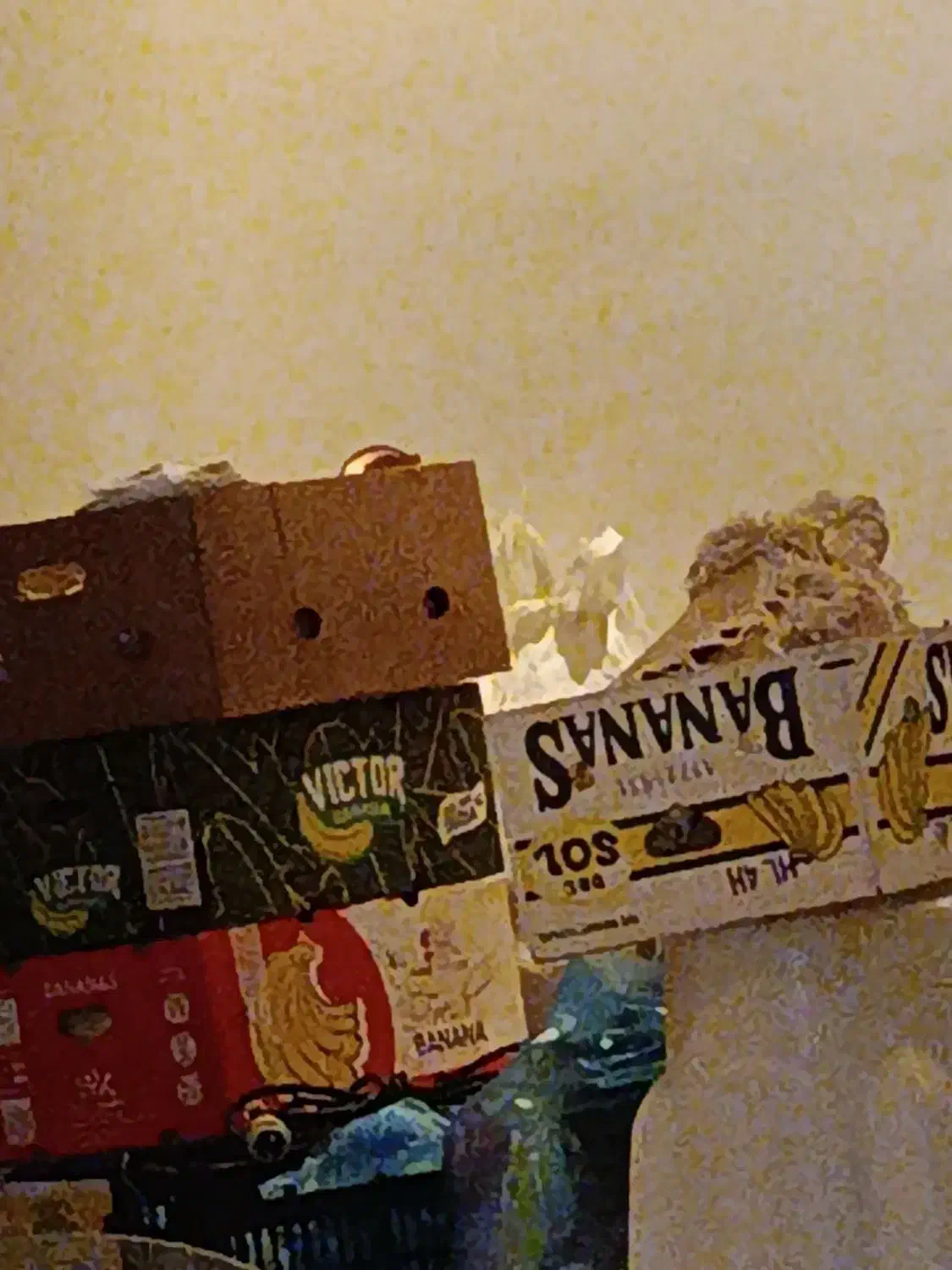 کارتن موز مخصوص اسباب کشی|عمده‌فروشی|جاسک, |دیوار