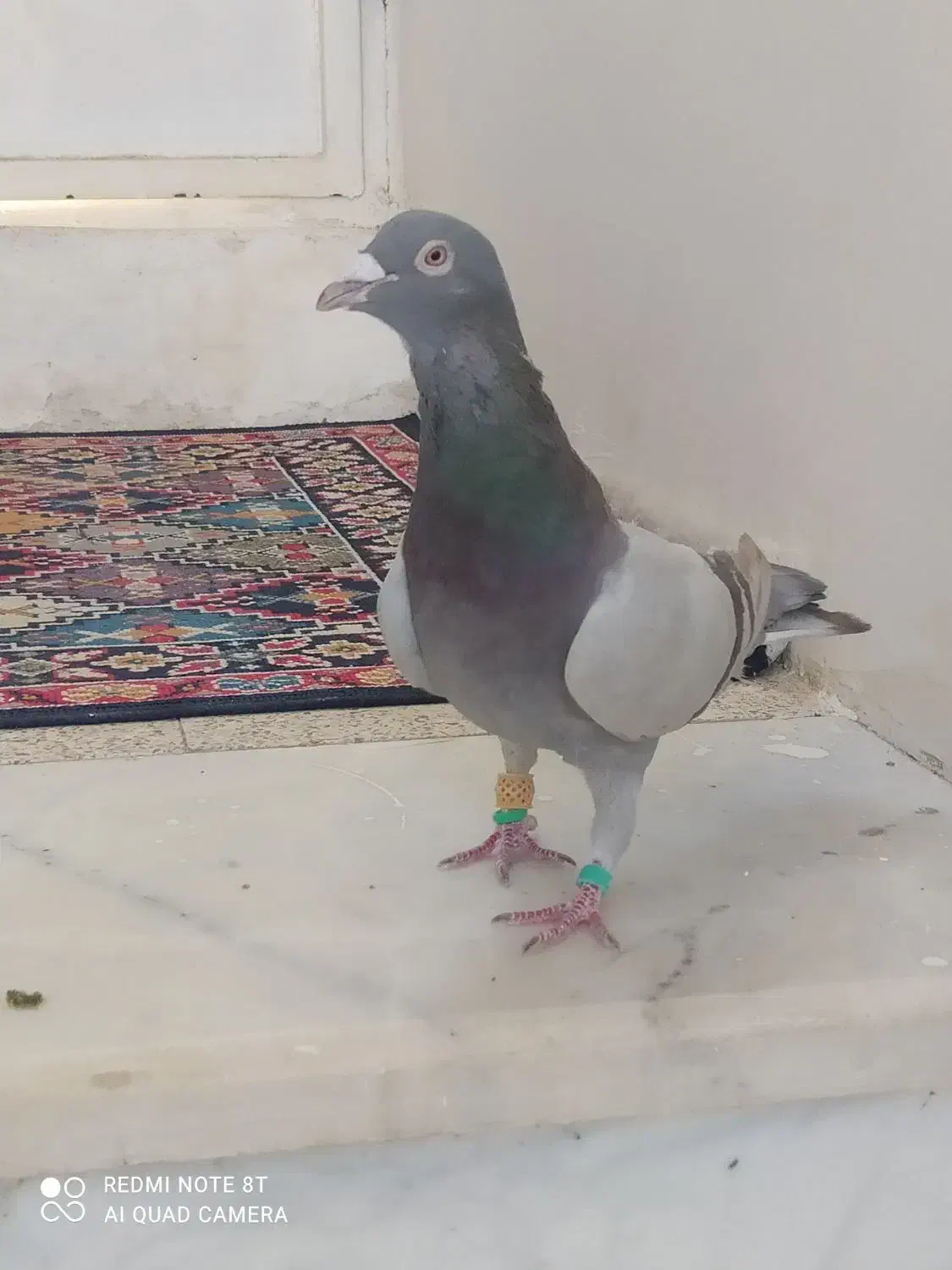 کبوتر مشکی دورگ|پرنده|اسفراین, |دیوار