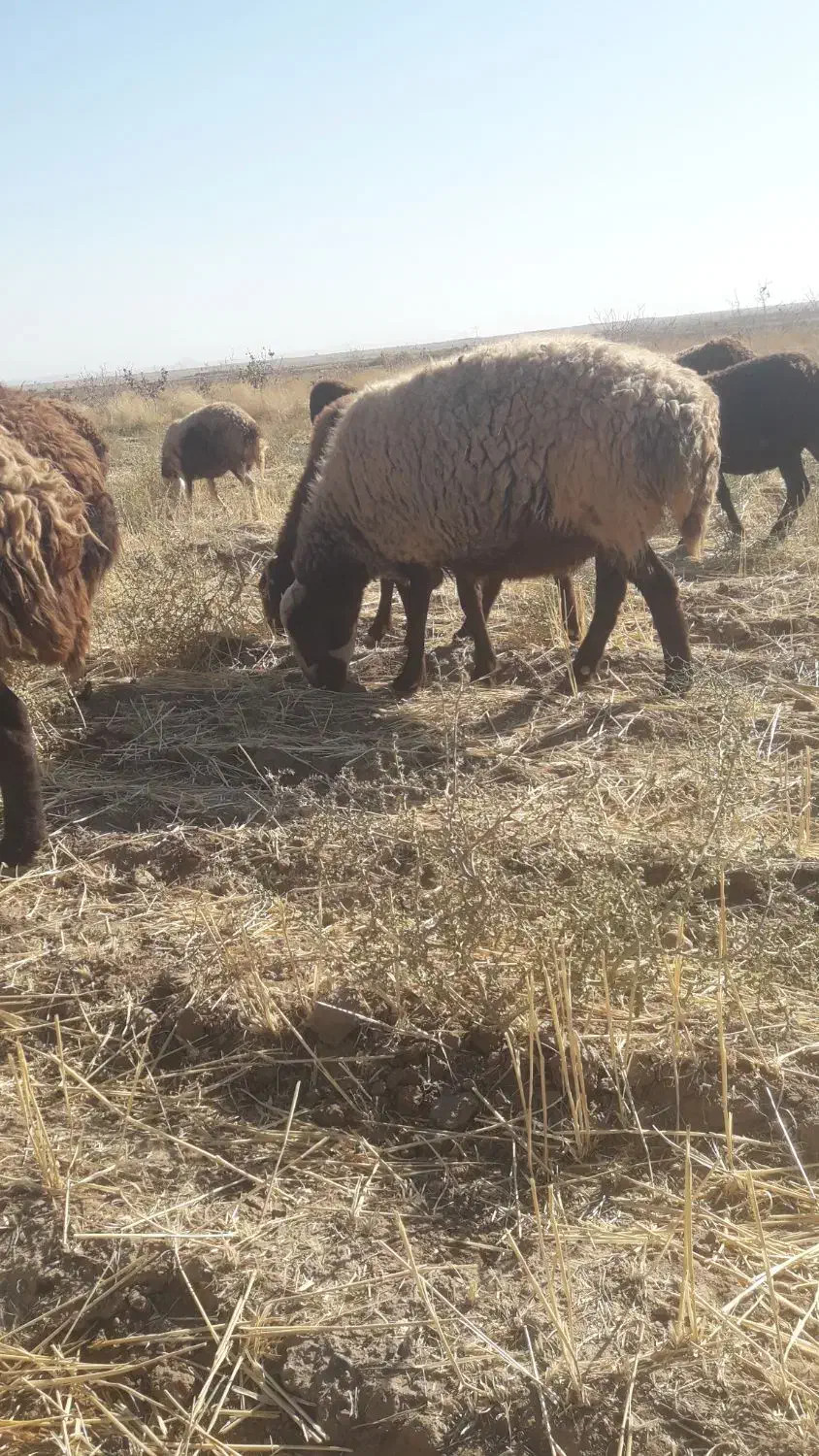 میش داشتی|حیوانات مزرعه|جلگه رخ, |دیوار