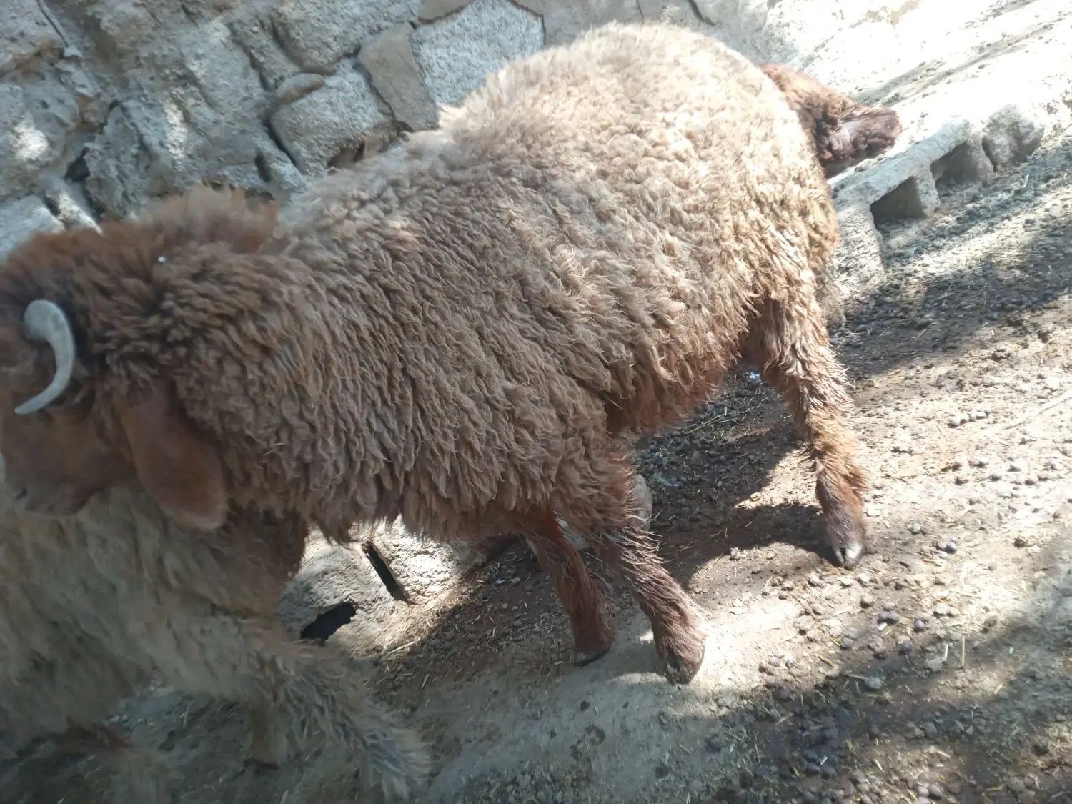 بره|حیوانات مزرعه|بندر ماهشهر, |دیوار