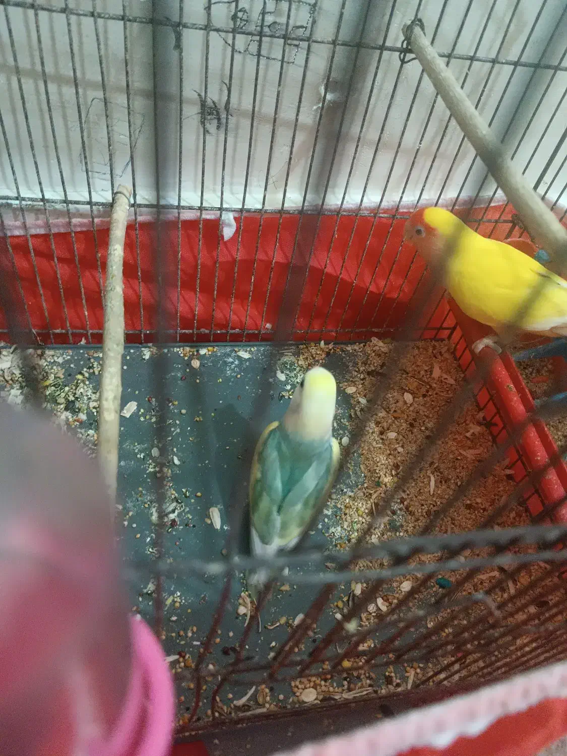 طوطی برزیلی|پرنده|بروجرد, |دیوار