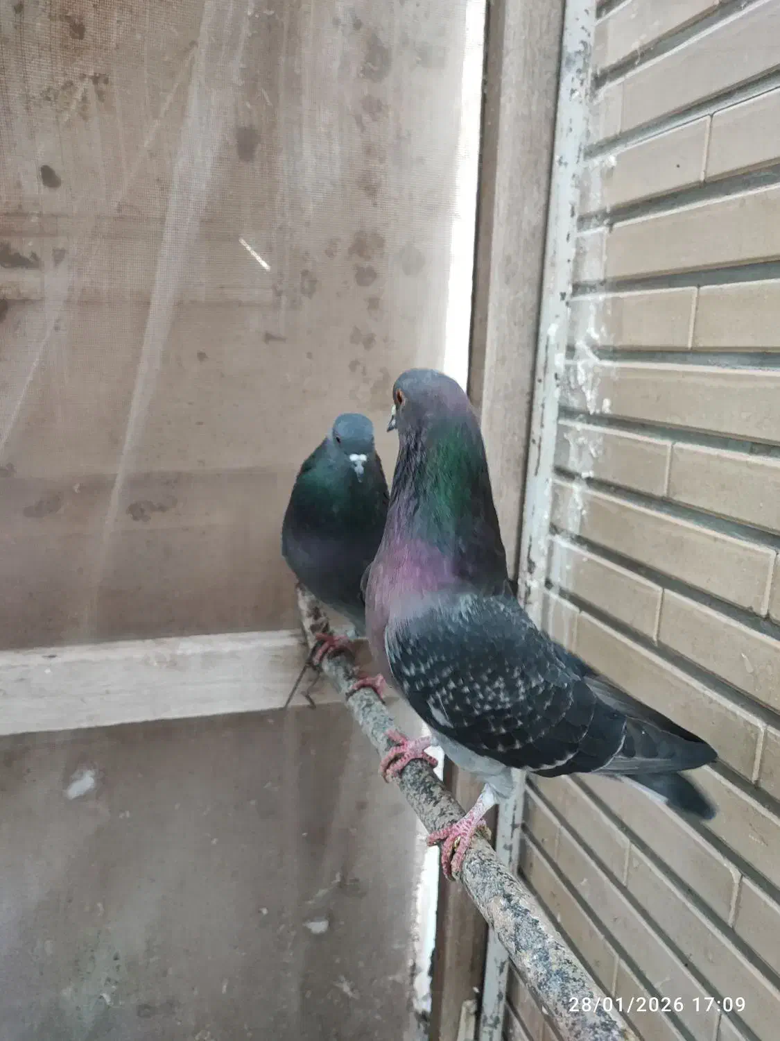 پرشی کاشونی|پرنده|اصفهان, ارداجی|دیوار