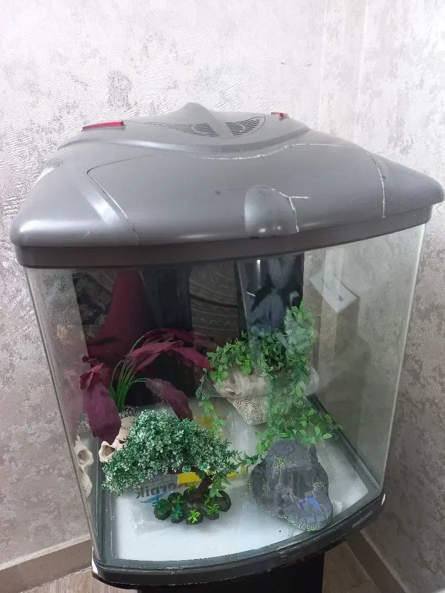 آکواریم|ماهی|قرچک, زیبا شهر|دیوار