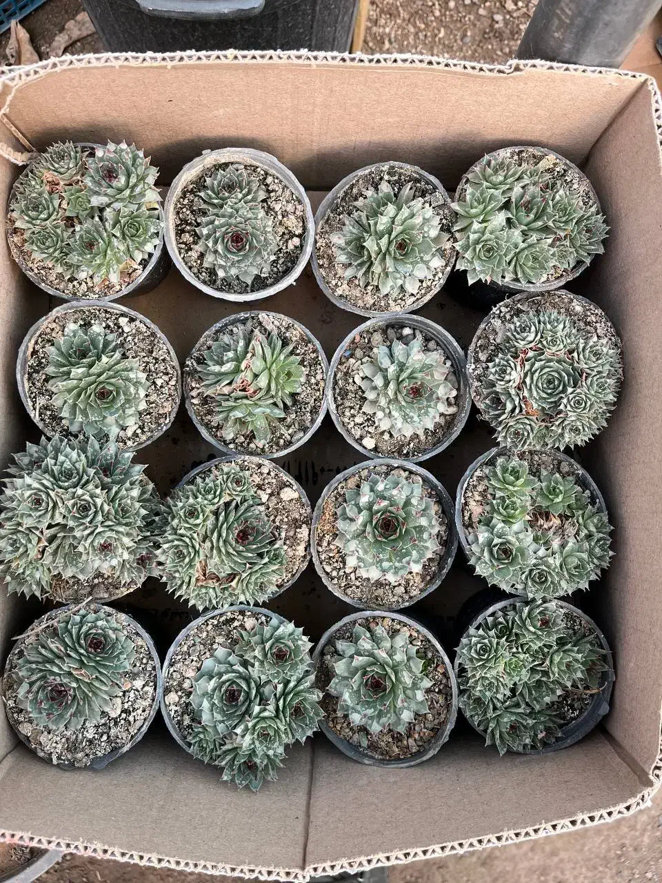 گلخانه|گل و گیاه طبیعی|تهران, اکباتان|دیوار