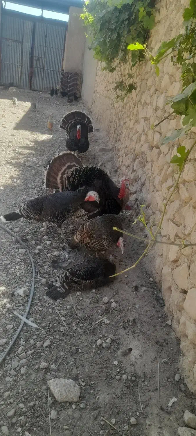 بوقلمون نرماده|پرنده|کازرون, |دیوار