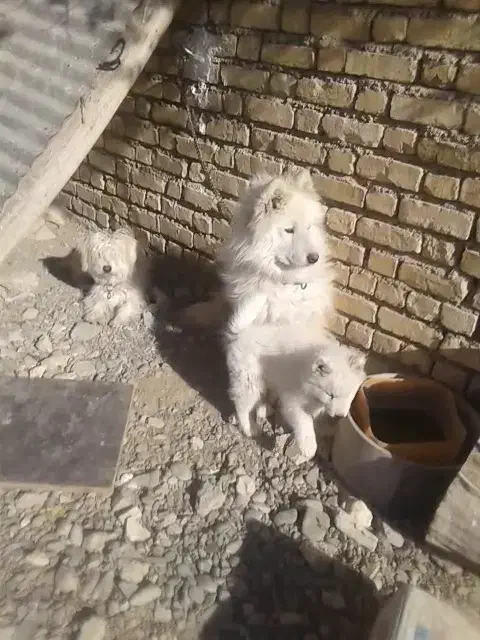 واگذاری سگ هاسکی|سگ|فلاورجان, |دیوار